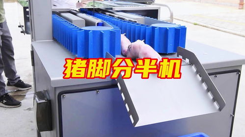 自动输送式猪脚切半机冻猪蹄分半设备预制菜设备厂家